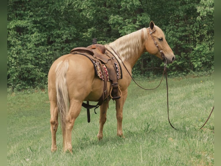 American Quarter Horse Klacz 15 lat Izabelowata in Fredericksburg, OH