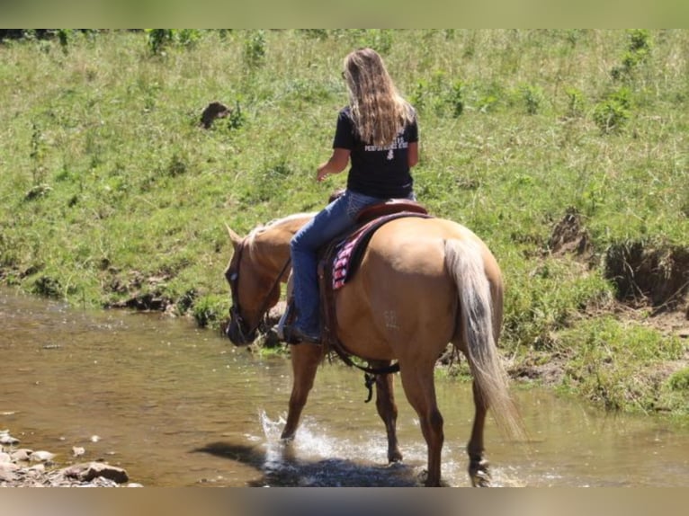 American Quarter Horse Klacz 15 lat Izabelowata in Fredericksburg, OH