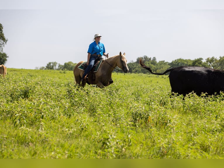 American Quarter Horse Klacz 16 lat 145 cm Izabelowata in Canton