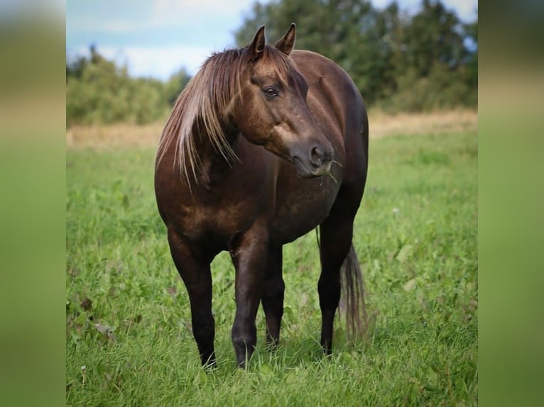American Quarter Horse Klacz 16 lat 147 cm Izabelowata in Travelsjö