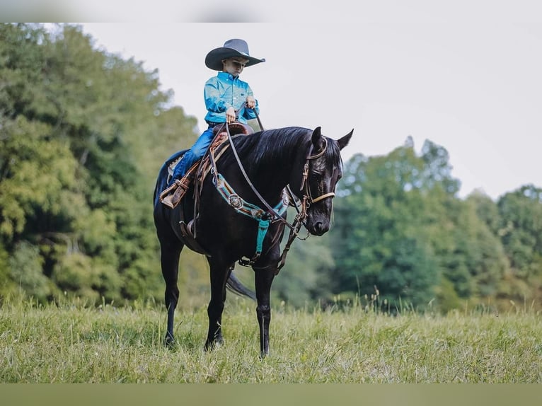 American Quarter Horse Klacz 16 lat 147 cm Kara in Cookeville, TN