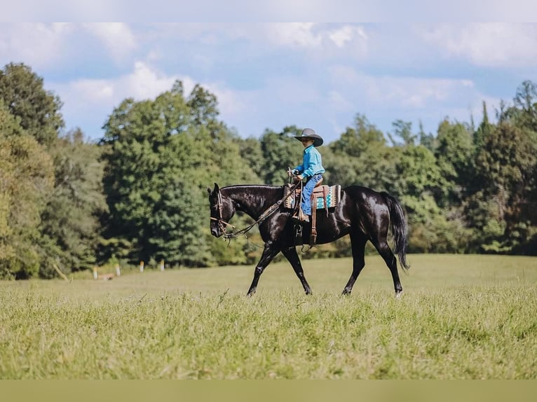 American Quarter Horse Klacz 16 lat 147 cm Kara in Cookeville, TN