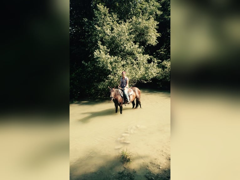 American Quarter Horse Klacz 16 lat 148 cm Gniada in Gossliwil