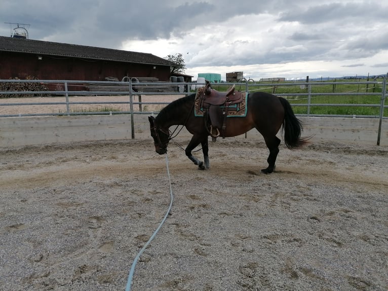 American Quarter Horse Klacz 16 lat 148 cm Gniada in Gossliwil