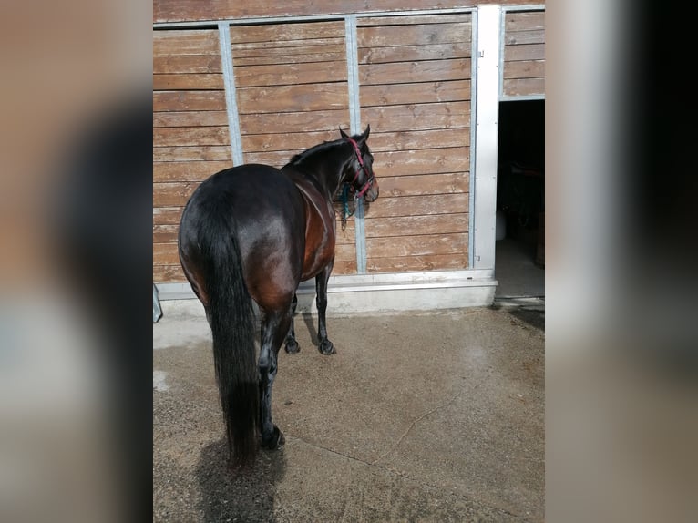 American Quarter Horse Klacz 16 lat 148 cm Gniada in Gossliwil