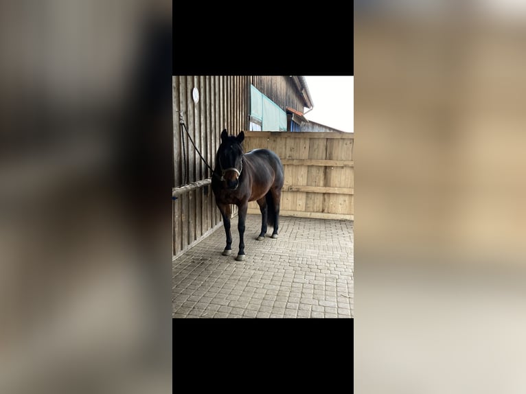 American Quarter Horse Klacz 16 lat 150 cm Ciemnogniada in Schwäbisch Hall