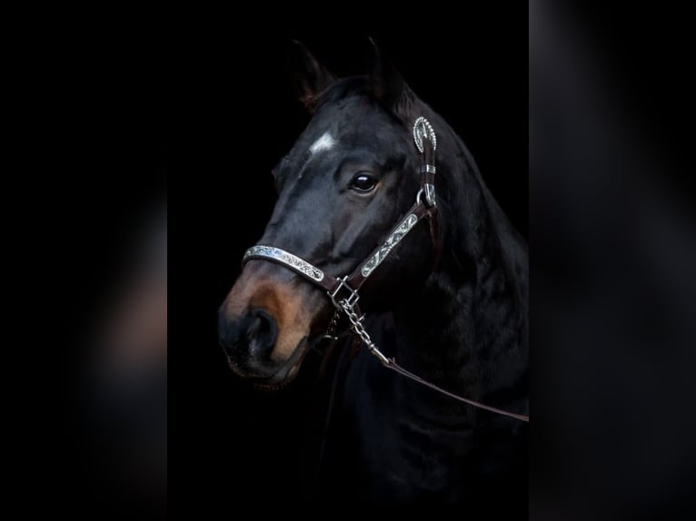 American Quarter Horse Klacz 16 lat 151 cm Ciemnogniada in BrüggenBrüggen