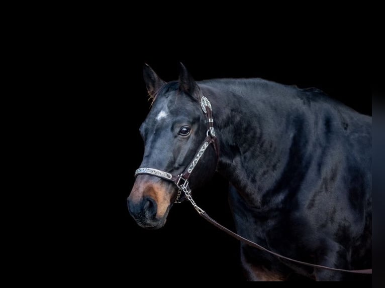 American Quarter Horse Klacz 16 lat 151 cm Ciemnogniada in BrüggenBrüggen