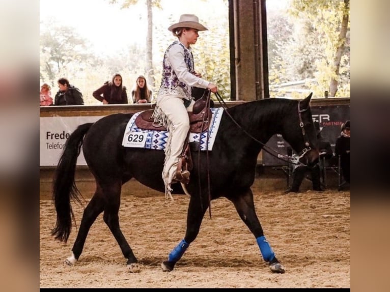 American Quarter Horse Klacz 16 lat 151 cm Ciemnogniada in BrüggenBrüggen