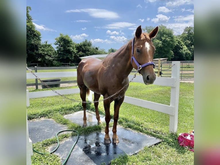 American Quarter Horse Klacz 16 lat 152 cm Ciemnokasztanowata in Farmingdale, NJ