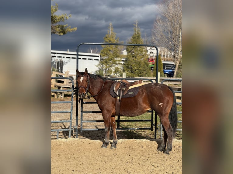 American Quarter Horse Klacz 16 lat 152 cm Gniada in Gap