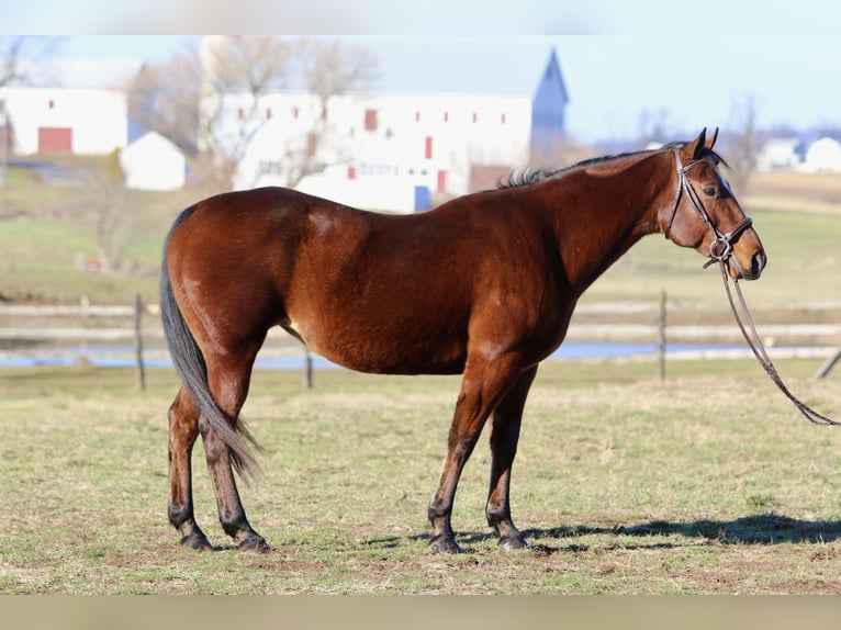 American Quarter Horse Klacz 16 lat 152 cm Gniada in Gap