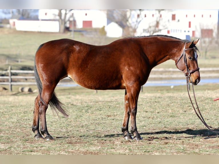 American Quarter Horse Klacz 16 lat 152 cm Gniada in Gap