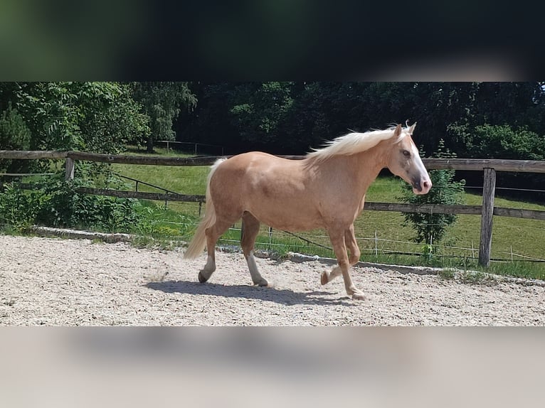 American Quarter Horse Mix Klacz 16 lat 152 cm Izabelowata in Miesbach