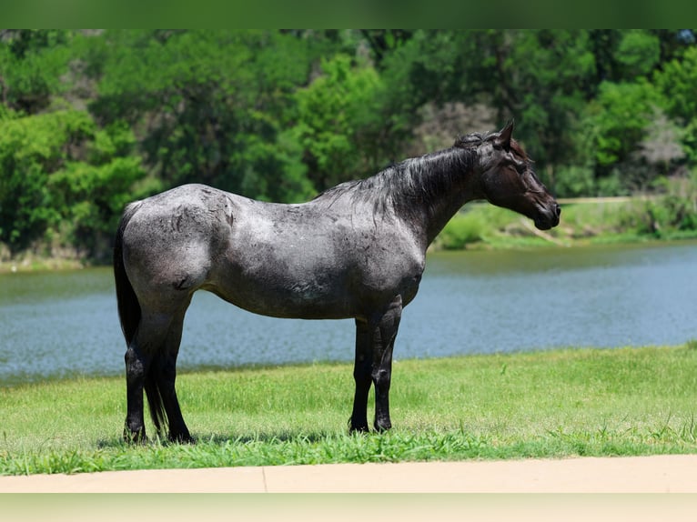 American Quarter Horse Klacz 16 lat 152 cm Karodereszowata in Forney