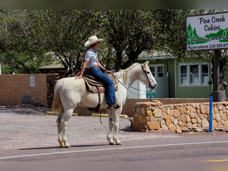 American Quarter Horse Klacz 16 lat 152 cm Siwa in Cottonwood AZ