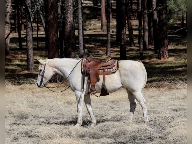 American Quarter Horse Klacz 16 lat 152 cm Siwa in Cottonwood AZ