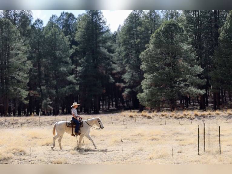 American Quarter Horse Klacz 16 lat 152 cm Siwa in Cottonwood AZ