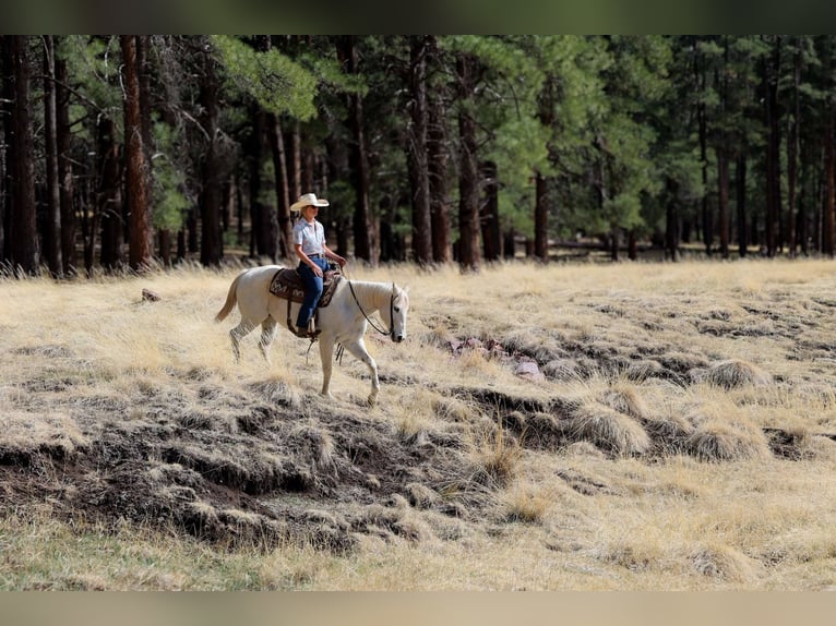 American Quarter Horse Klacz 16 lat 152 cm Siwa in Cottonwood AZ
