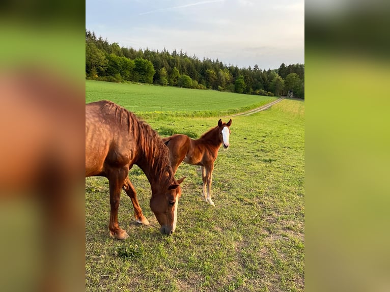 American Quarter Horse Klacz 16 lat 153 cm Ciemnokasztanowata in Daleiden