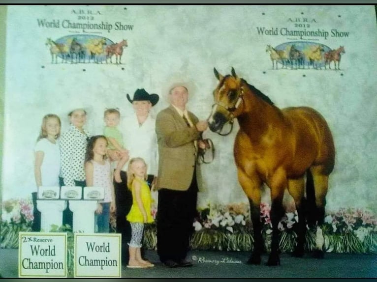 American Quarter Horse Klacz 16 lat 153 cm Jelenia in Kimball, Minnesota