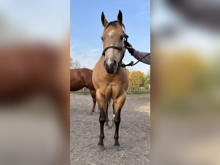 American Quarter Horse Klacz 16 lat 153 cm Jelenia in Kimball, Minnesota