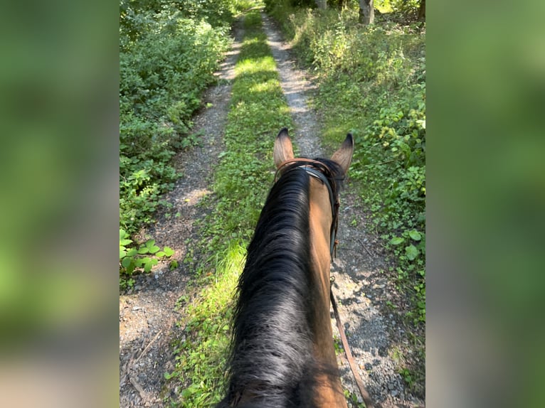 American Quarter Horse Klacz 16 lat 154 cm Bułana in Zierenberg