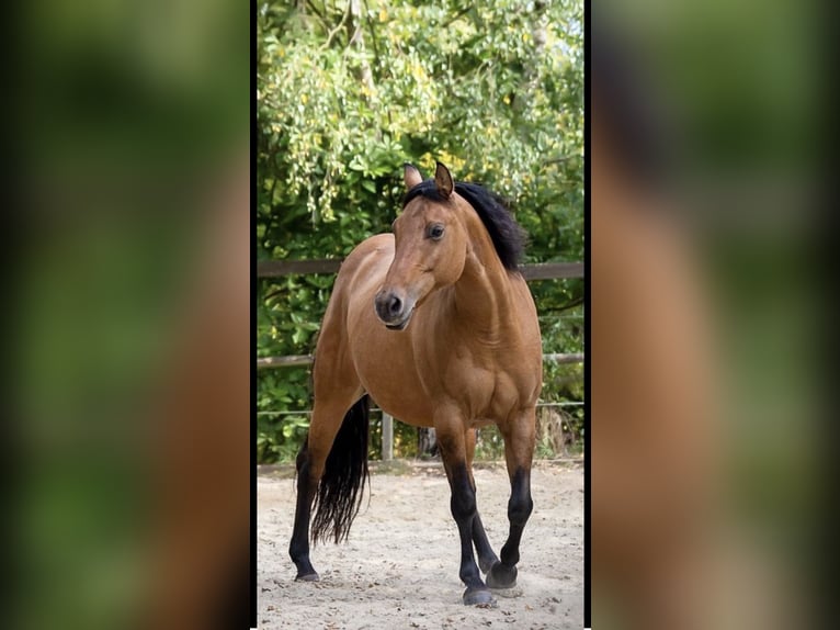 American Quarter Horse Klacz 16 lat 154 cm Bułana in Zierenberg