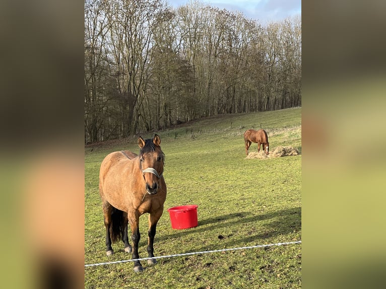 American Quarter Horse Klacz 16 lat 154 cm Bułana in Zierenberg