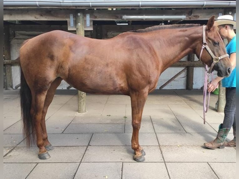 American Quarter Horse Klacz 16 lat 155 cm Ciemnokasztanowata in Schulzendorf