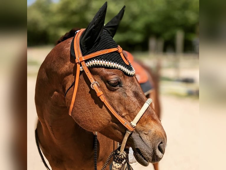 American Quarter Horse Klacz 16 lat 155 cm Ciemnokasztanowata in Schulzendorf