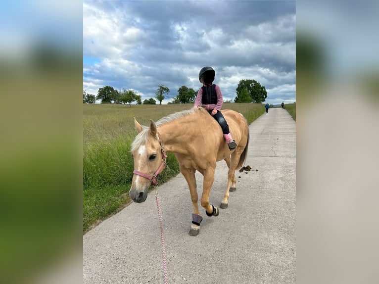 American Quarter Horse Klacz 16 lat 155 cm Izabelowata in Waldbronn