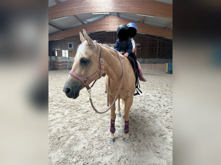 American Quarter Horse Klacz 16 lat 155 cm Izabelowata in Waldbronn