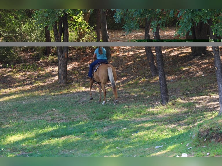 American Quarter Horse Klacz 16 lat Izabelowata in Terrell