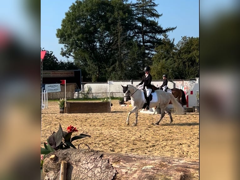 American Quarter Horse Mix Klacz 17 lat 145 cm Siwa jabłkowita in Witten