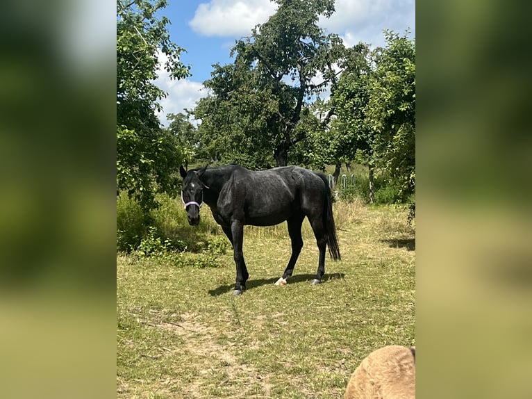 American Quarter Horse Klacz 17 lat 145 cm Stalowosiwy in Mellingen