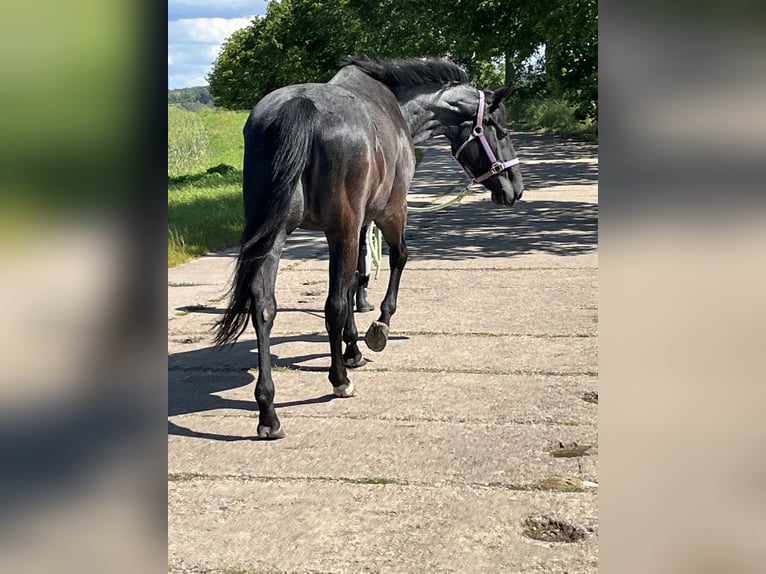 American Quarter Horse Klacz 17 lat 145 cm Stalowosiwy in Mellingen