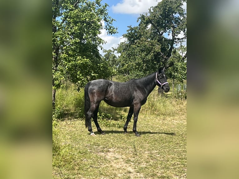 American Quarter Horse Klacz 17 lat 145 cm Stalowosiwy in Mellingen