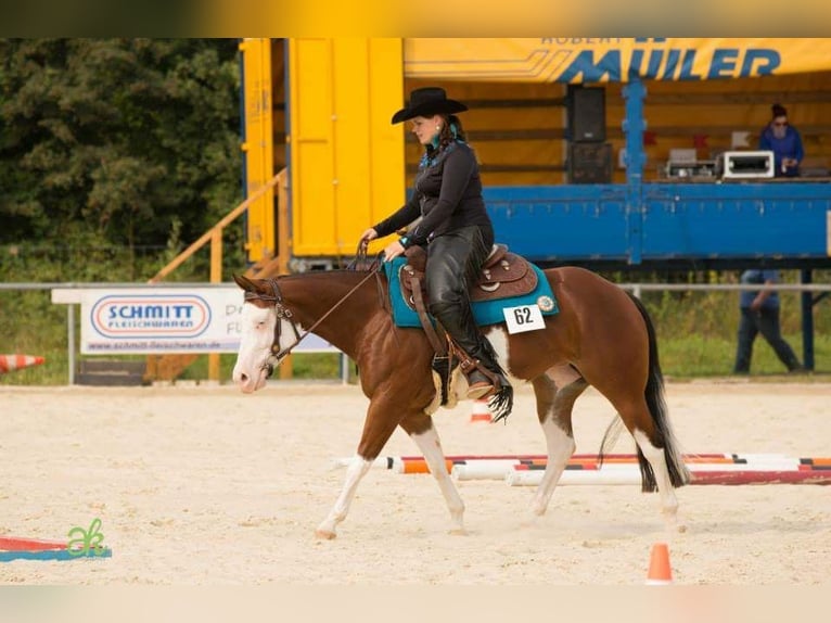 American Quarter Horse Klacz 17 lat 148 cm Gniada in Illingen