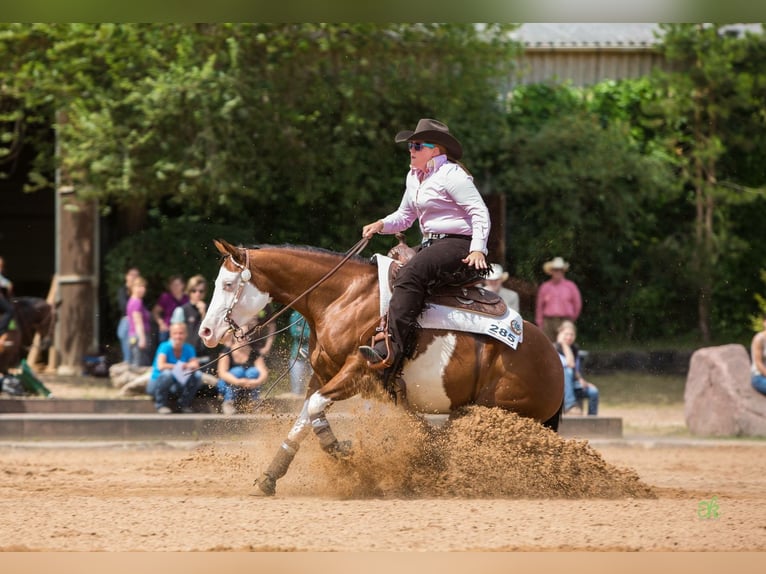American Quarter Horse Klacz 17 lat 148 cm Gniada in Illingen