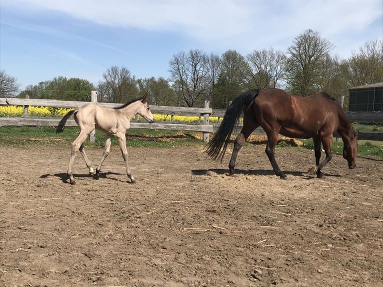 American Quarter Horse Klacz 17 lat 150 cm Gniada in Möllenhagen