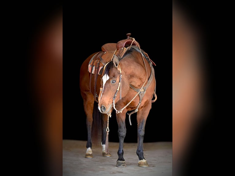 American Quarter Horse Klacz 17 lat 150 cm Gniada in Rebersburg