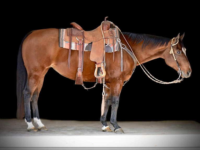 American Quarter Horse Klacz 17 lat 150 cm Gniada in Rebersburg