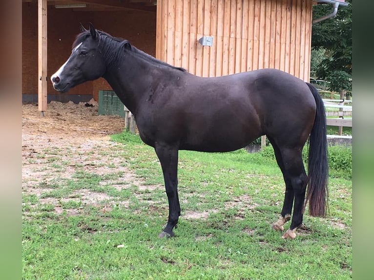 American Quarter Horse Klacz 17 lat 150 cm Kara in Deggenhausertal