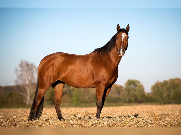 American Quarter Horse Klacz 17 lat 152 cm in Schwabhausen