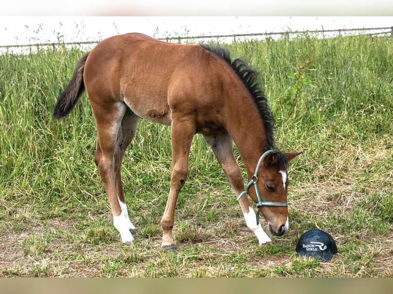 American Quarter Horse Klacz 17 lat 154 cm Gniada in Diekirch