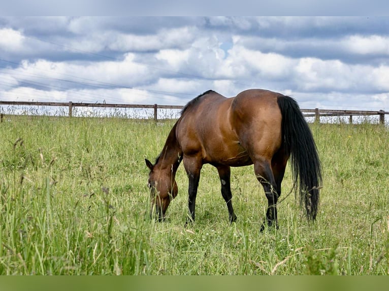 American Quarter Horse Klacz 17 lat 154 cm Gniada in Diekirch