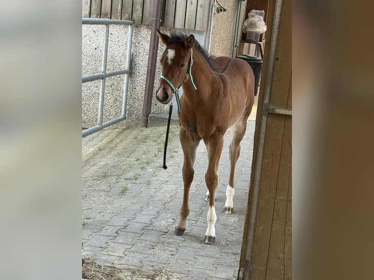 American Quarter Horse Klacz 17 lat 154 cm Gniada in Diekirch