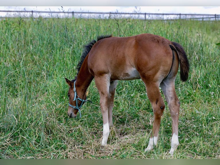 American Quarter Horse Klacz 17 lat 154 cm Gniada in Diekirch