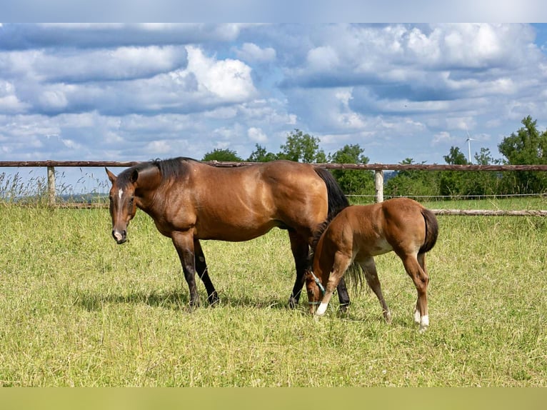 American Quarter Horse Klacz 17 lat 154 cm Gniada in Diekirch